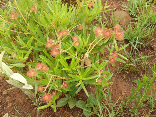 Local Wild Flower.